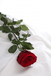 RosePetalAW2019 (74)